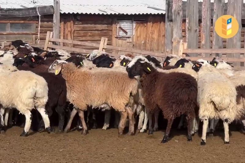 barani