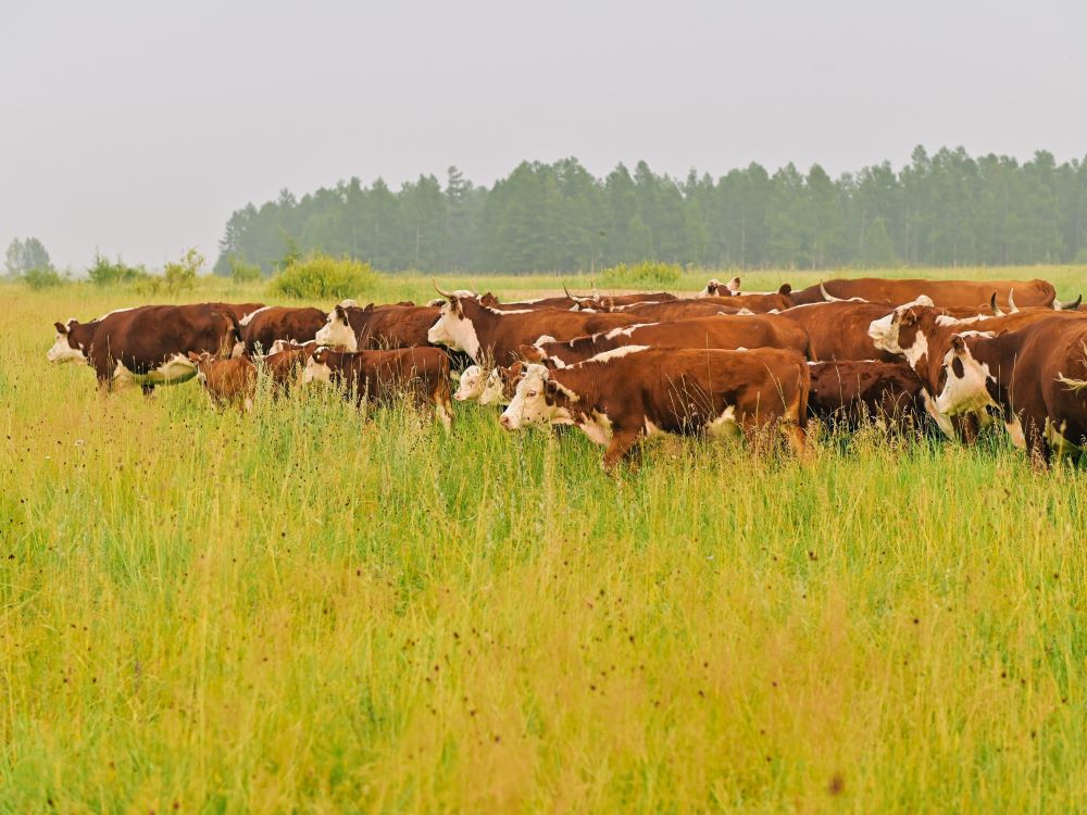До 2,2 тысячи тонн говядины для внутреннего рынка начнет производить новый резидент ТОР «Бурятия»