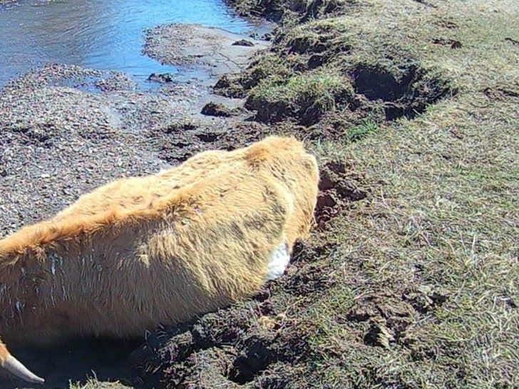 В Джидинском районе Республики Бурятия обнаружены биологические останки животных