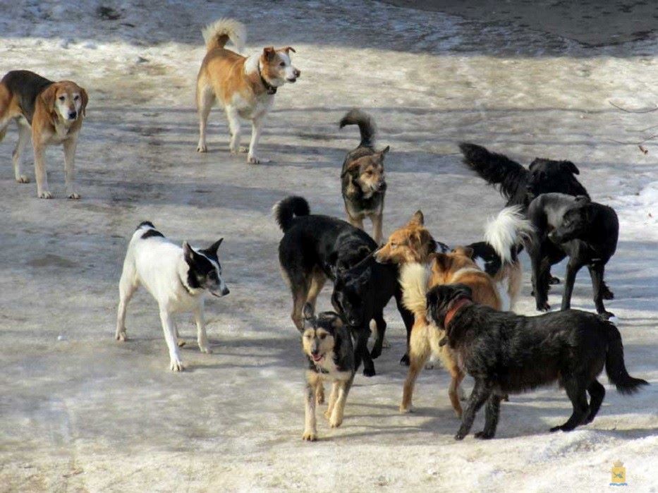 Совместный рейд по собакам проведут мэрия Улан-Удэ и Иволгинский район 8 декабря