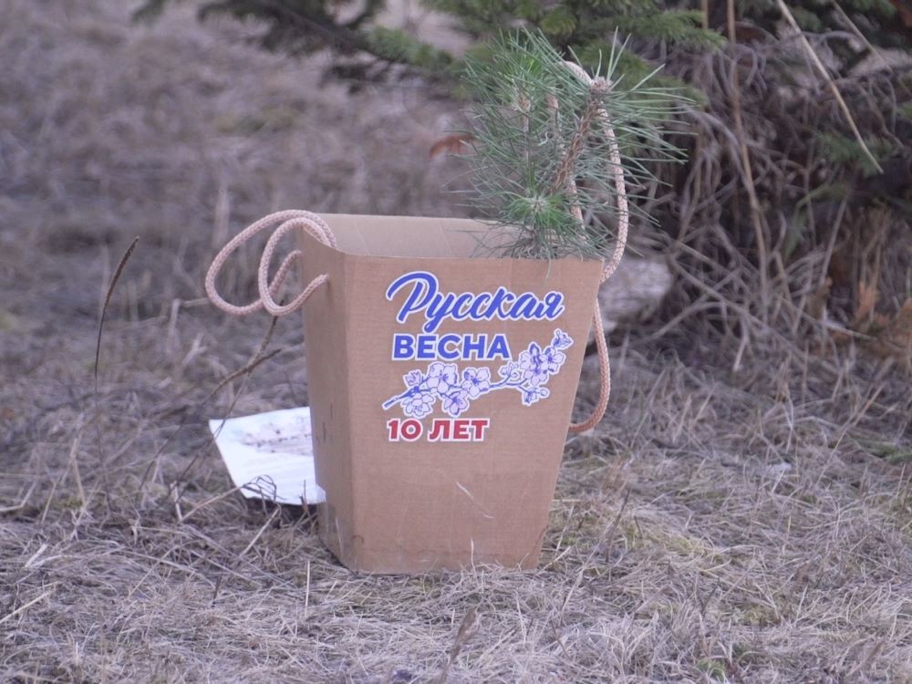 В Бурятии на Байкале высадили крымскую сосну, подаренную региону на выставке «Россия» в Москве