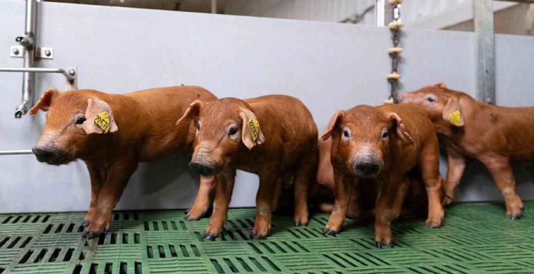 На свинокомплекс «Восточно-Сибирский» «Сибагро» доставили ремонтных животных из Тюмени